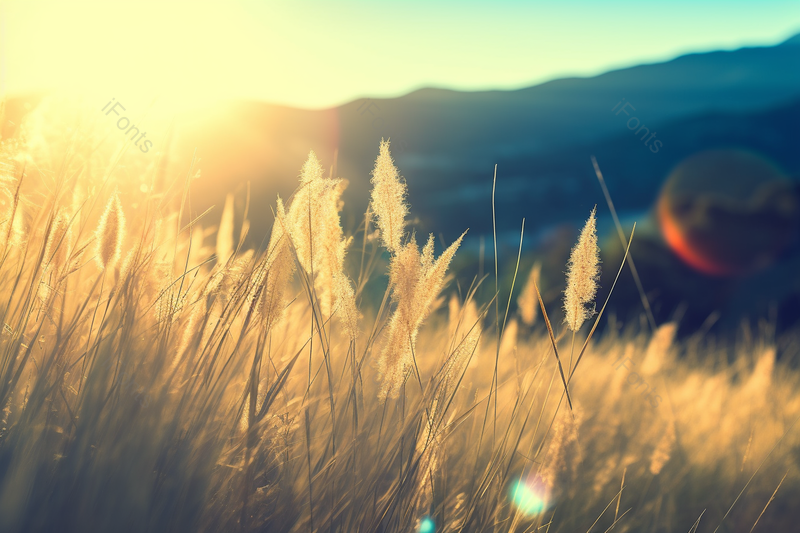 夏天户外的狗尾巴草特写实拍摄影图,高清,摄影图,摄影图片,图片大全,摄影图免费下载